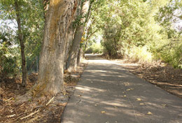 trail lined with large trees