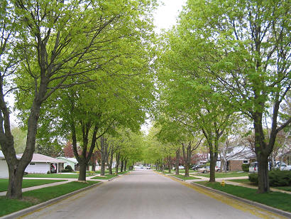 Street trees