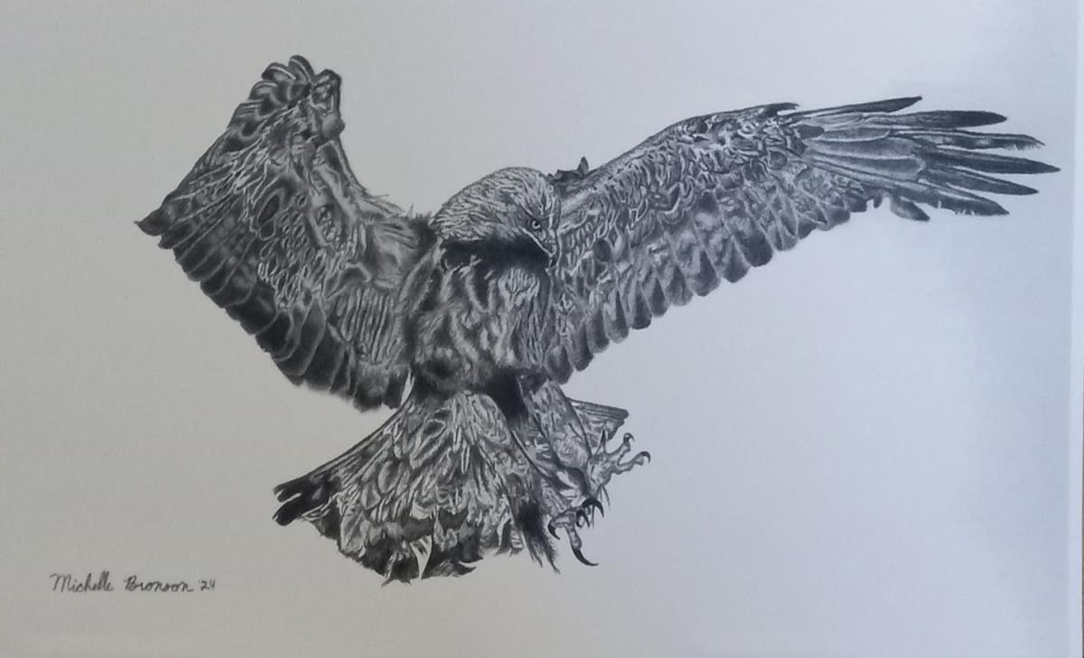 Hawk Drawing