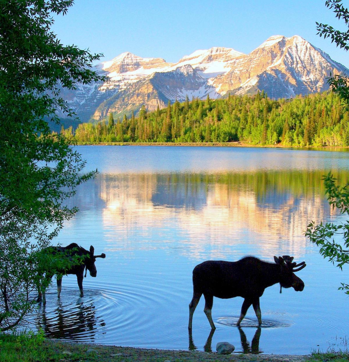 Moose at Silver Lake