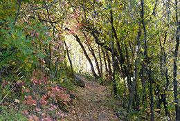 Big-Springs-Trail-Fall