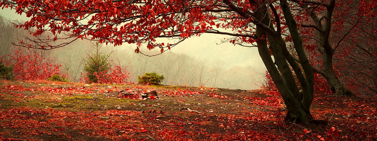 red tree