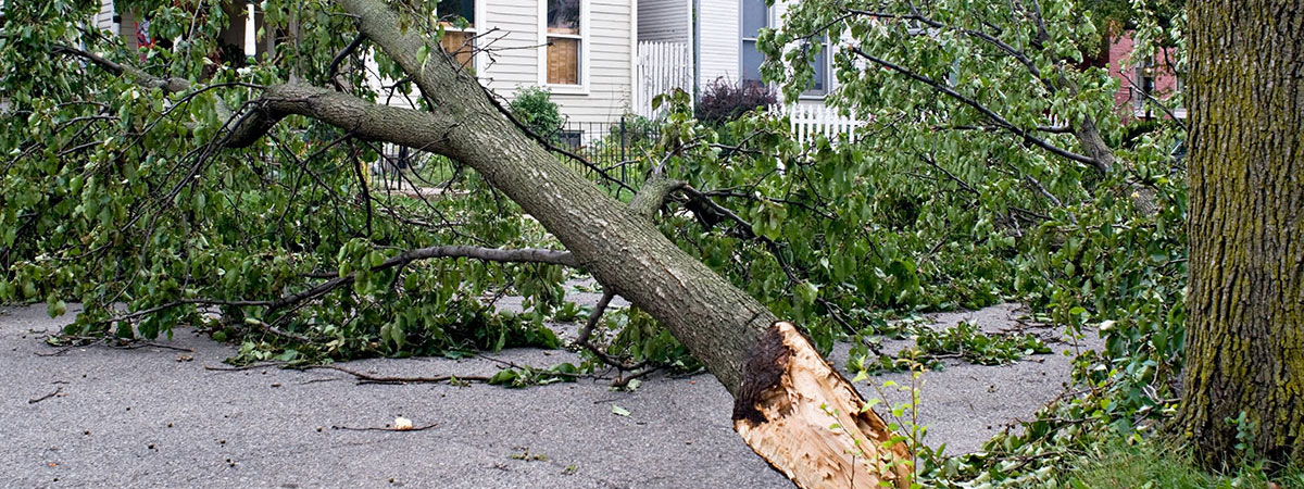 Tree-fallen-on-road